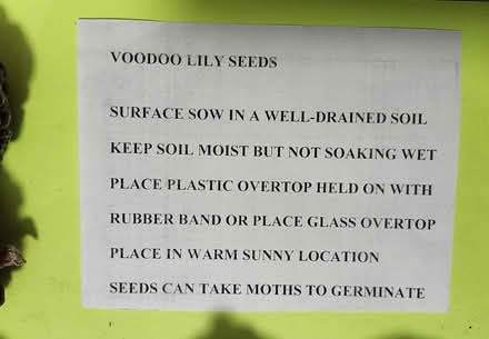 Photo of free Voodoo lily bulbs and seeds (Wellington Village) #4