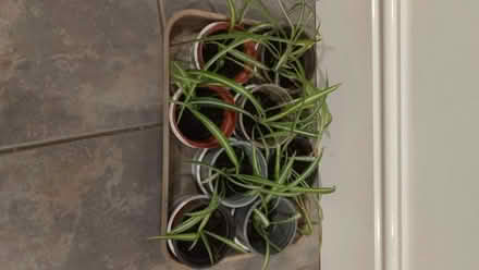 Photo of free Small spider plants (Frome BA11) #1