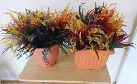 Photo of free 2 pots full of artificial ferns (Stirling FK8) #1