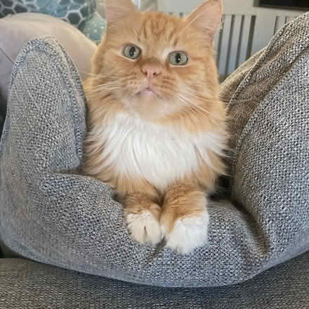 Photo of Cat bed (Ipswich IP2) #1