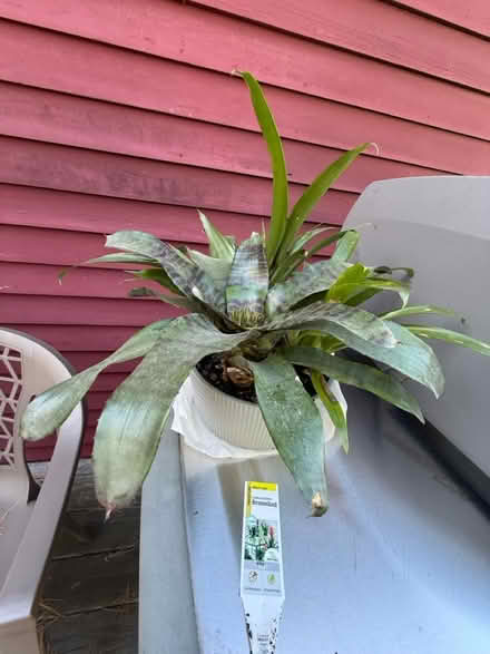 Photo of free House Plant - Bromeliad (Attleboro MA) #1