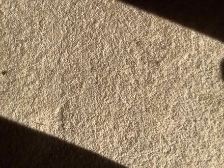 Photo of free Beige/cream carpeting (sidlesham) #1