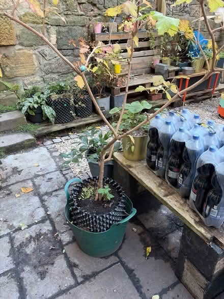 Photo of free Small, mature Viburnum Shrub (Edinburgh, Broughton, EH3) #1