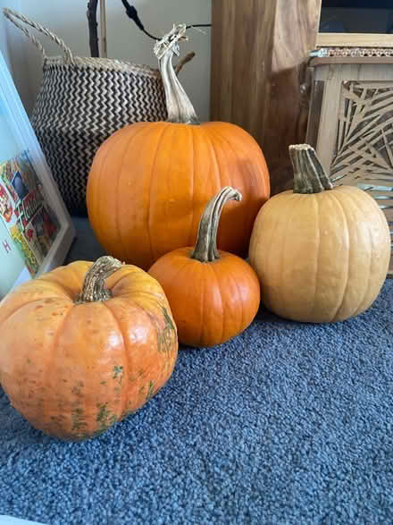Photo of free Pumpkins (Chingford E4) #1