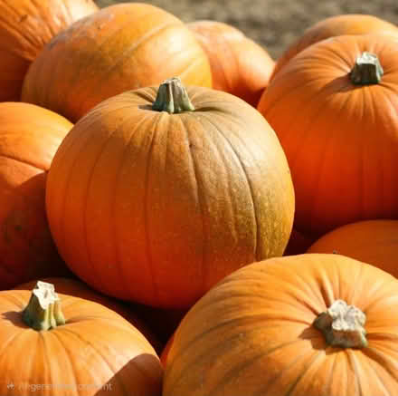 Photo of Unused Pumpkins (Burton-upon-Trent DE14) #1