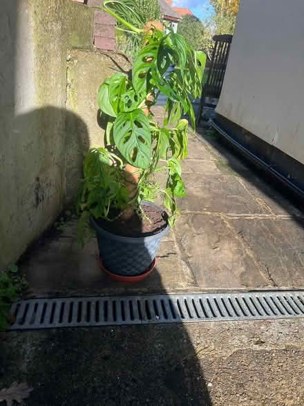 Photo of free Tall house plant (BR6) #1