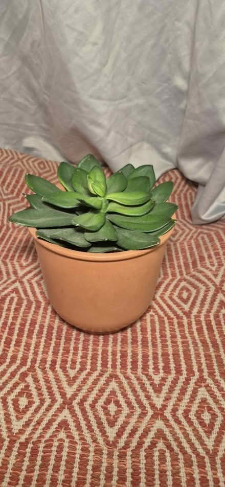Photo of free Terra cotta pot with fake plant (little italy) #2