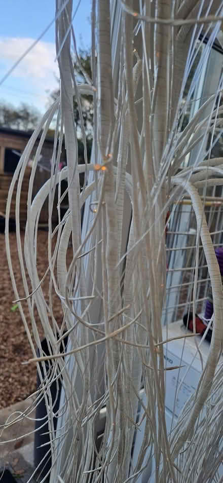 Photo of free Palm tree (PL26) #2