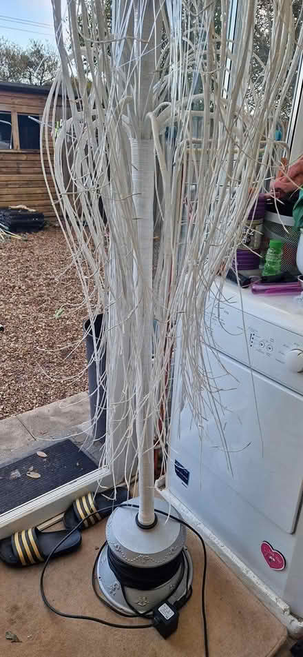 Photo of free Palm tree (PL26) #1