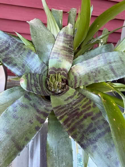 Photo of free House Plant - Bromeliad (Attleboro MA) #3