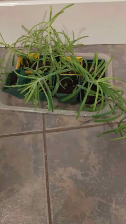 Photo of free Small succulent plants (Frome BA11) #1