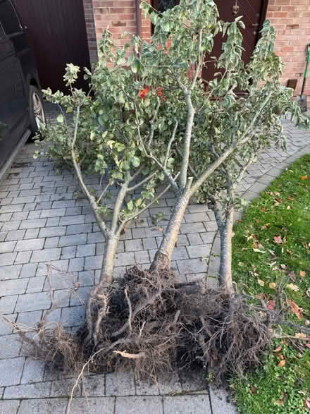 Photo of free Mature apple trees ready to go (Wokingham RG40) #1