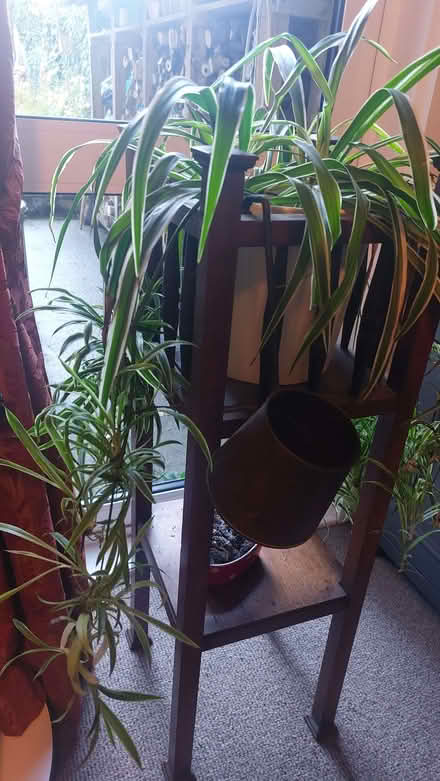 Photo of free Baby spider plants (50-100) (Oldfield Park) #1