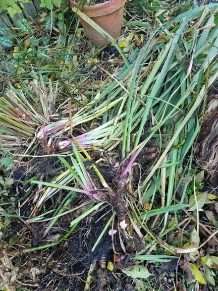 Photo of free Water plants (Gracemount EH16) #1