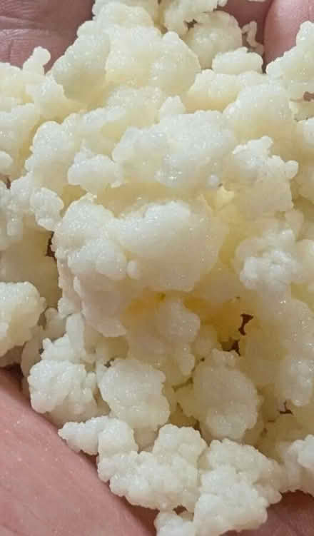 Photo of Kefir grains (Portsmouth) #1