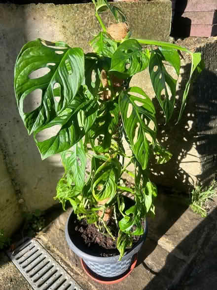 Photo of free Tall house plant (BR6) #2