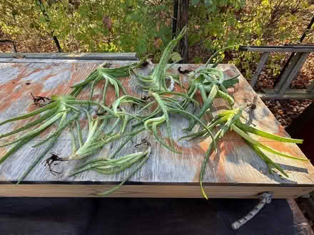 Photo of free Aloe cuttings (Attleboro MA) #3