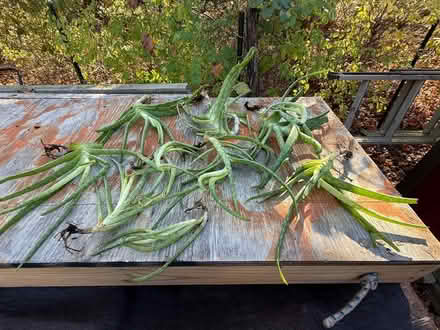 Photo of free Aloe cuttings (Attleboro MA) #1