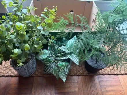 Photo of free 3 x plastic plants (SL6 Maidenhead) #2