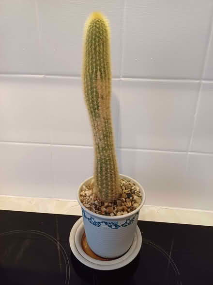 Photo of free Cactus plants (Parkham Hill TQ5) #3