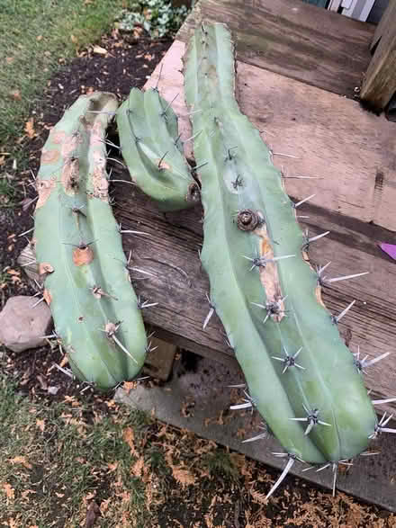 Photo of free Cactus cutting (Meadowvale, Mississauga) #1