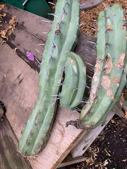 Photo of free Cactus cutting (Meadowvale, Mississauga) #2