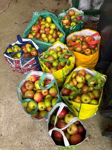 Photo of free More apples! November 3rd (Eastbourne BN20) #1