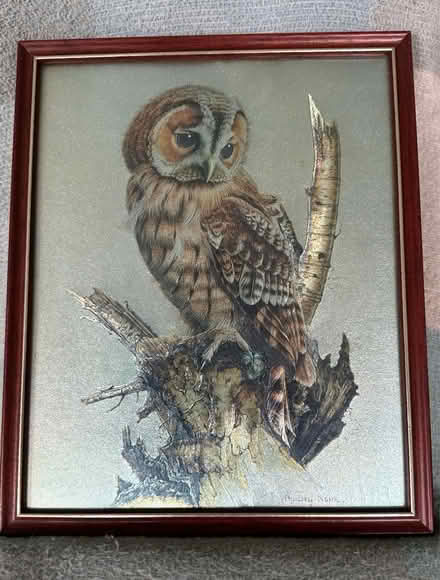 Photo of free Owl pictures (Bingley BD16) #2