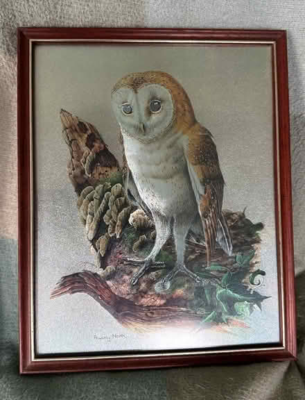 Photo of free Owl pictures (Bingley BD16) #3