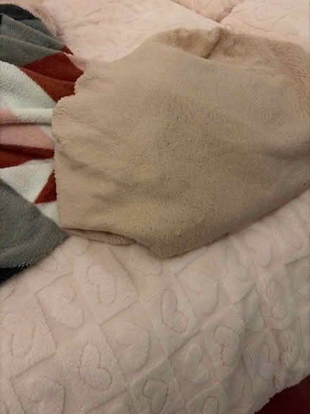 Photo of free Single teddy bear bedding (Fountainbridge EH3) #3