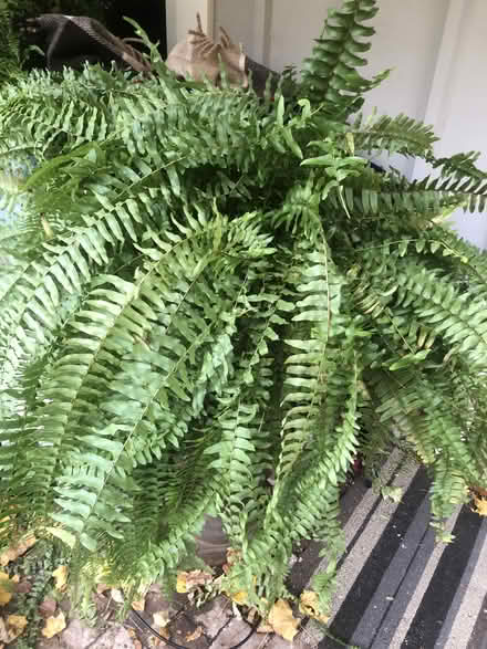 Photo of free Boston Fern (Tarrytown) #1