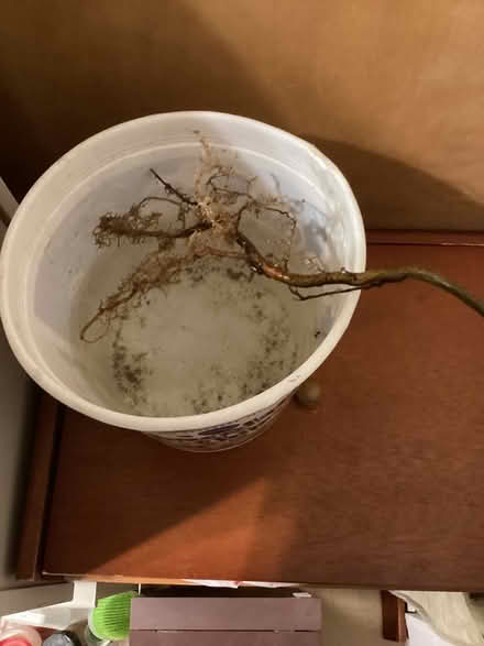 Photo of free Maple sapling (Allen Pond area of Bowie) #2