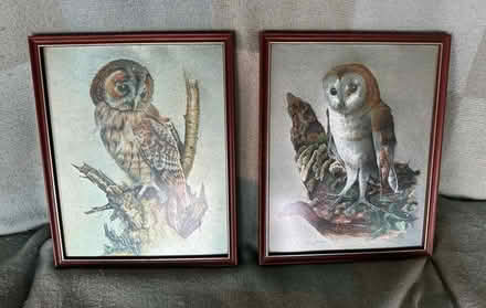 Photo of free Owl pictures (Bingley BD16) #1