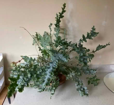 Photo of free Indoor fern (Duston) #1