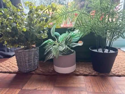 Photo of free 3 x plastic plants (SL6 Maidenhead) #1
