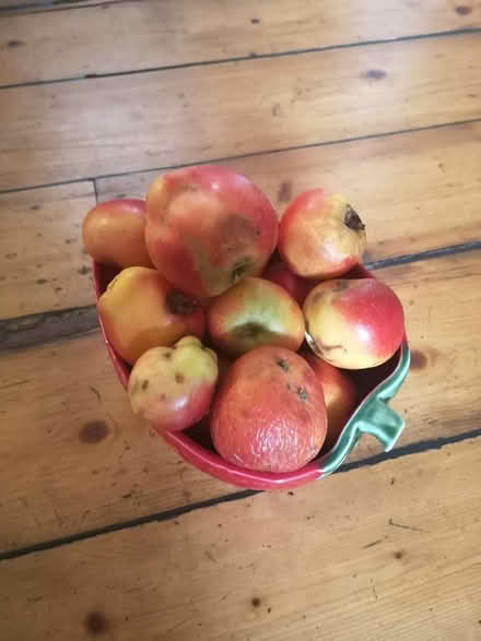 Photo of free Apples, very tasty (Joppa EH15) #1
