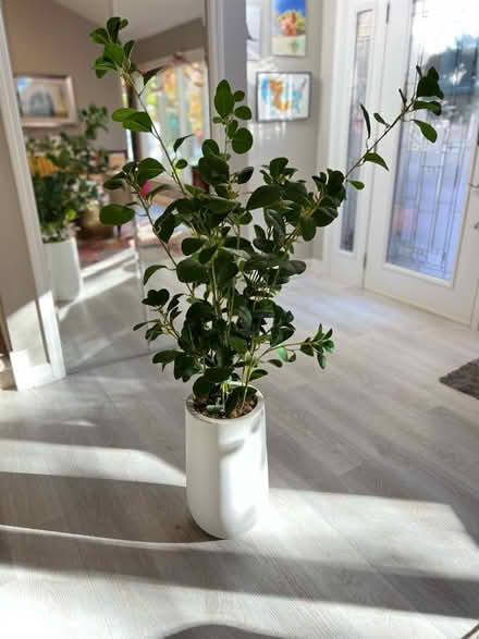 Photo of free Artificial tall plant (83rd & Mendingwall) #1