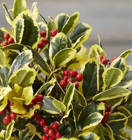 Photo of Christmas Holly (RH12) #1