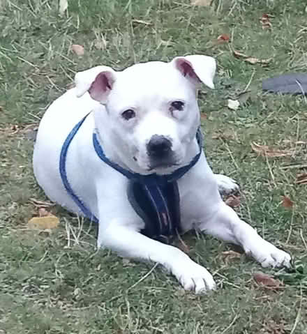 Photo of Dog buggy (Chiswick) #1