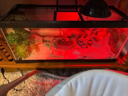 Photo of free guecko (Suitland) #1