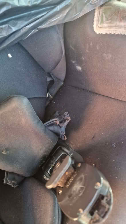 Photo of free Car seat - newborn to 36 months (Shrub End CO2) #3