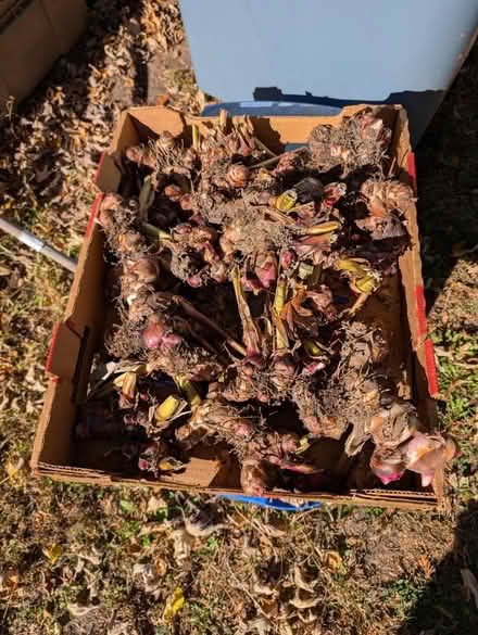 Photo of free Canna bulbs (North Farmington Hills) #1