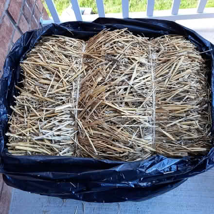 Photo of free Clean, dry straw (Orleans) #1