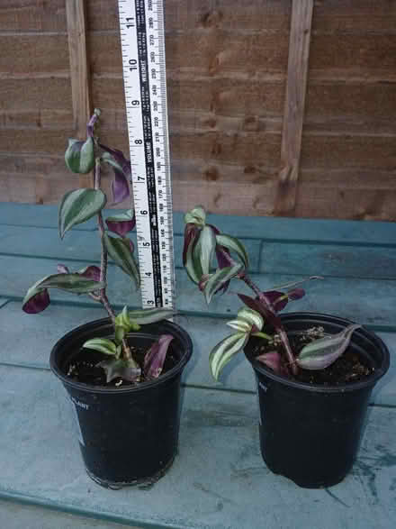 Photo of free Trailing indoor plants (Henlow SG16) #1