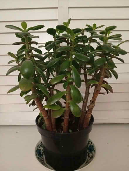 Photo of free Jade plant (Buxworth SK23) #1