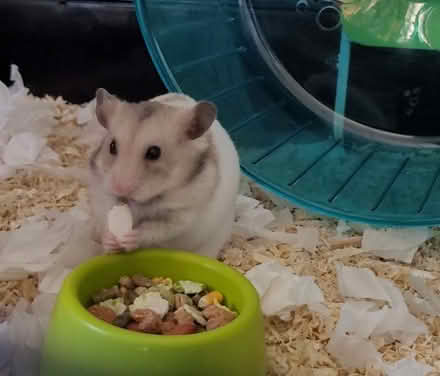 Photo of Hamster cage (Chichester PO19) #1