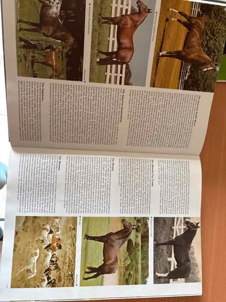 Photo of free 2x large horse books (Shotesham) #3