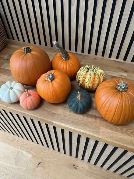 Photo of free Pumpkins (Broxbourne EN10) #1