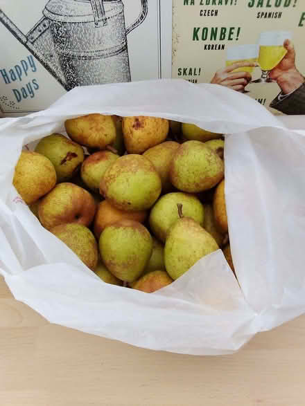 Photo of free Big bag of pears (CT11) #1
