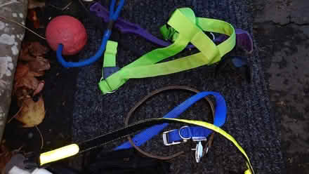 Photo of free Dog Stuff (Royal Leamington Spa CV31) #1